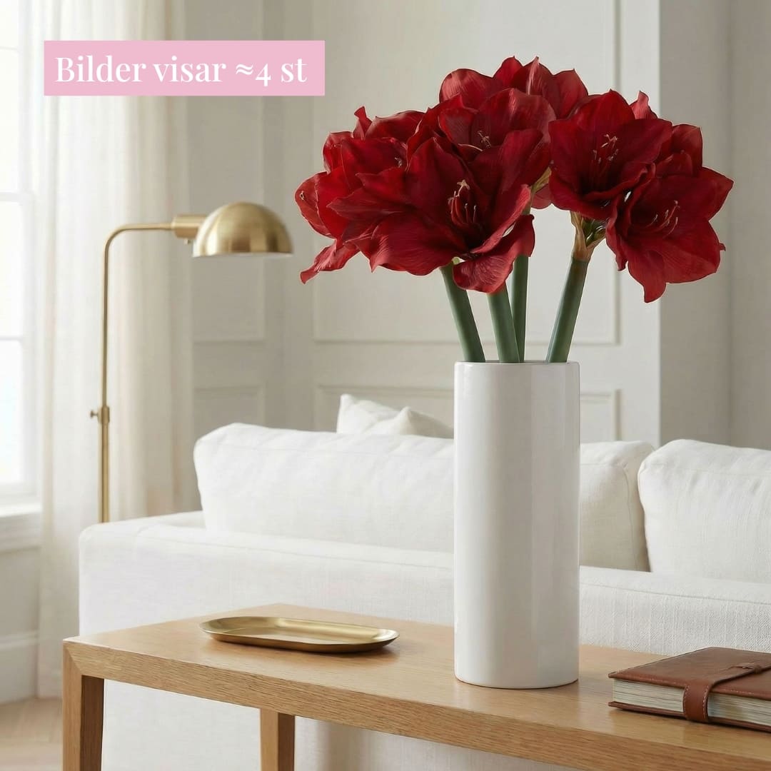 Amaryllis