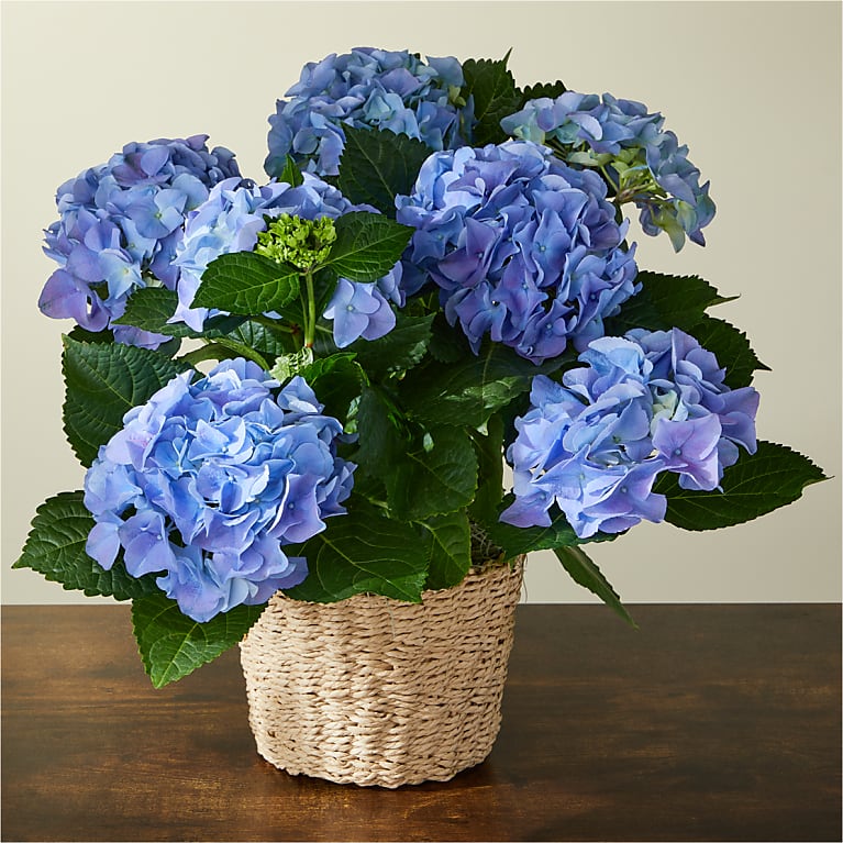 Ultra Realistic Hydrangea (set of 4)