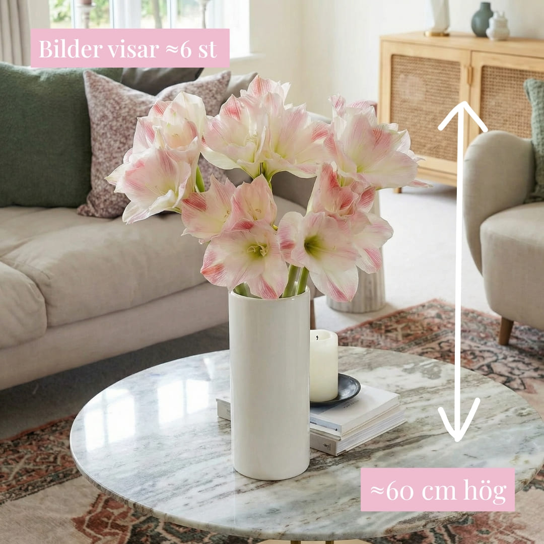 Amaryllis