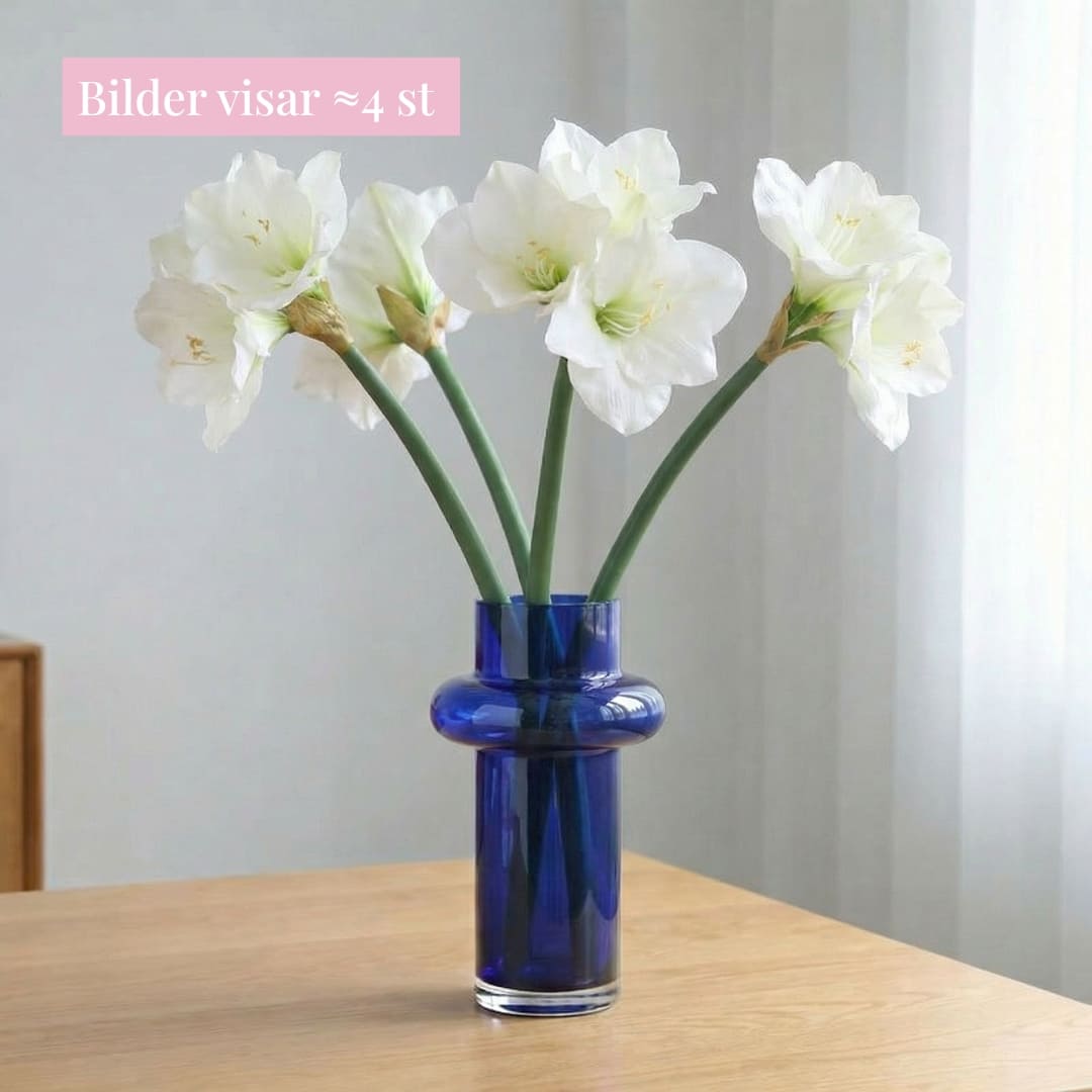 Amaryllis