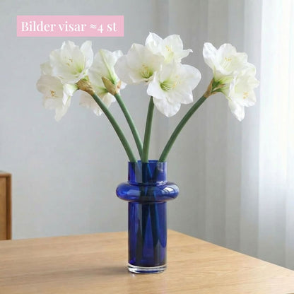 Amaryllis