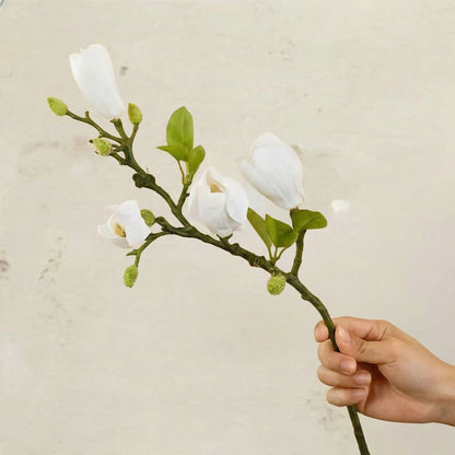 Magnolia